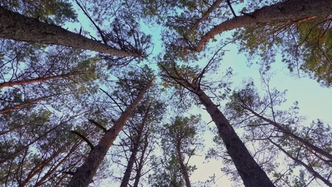 Trunks and tops of trees against the sky Stock Footage 107811948