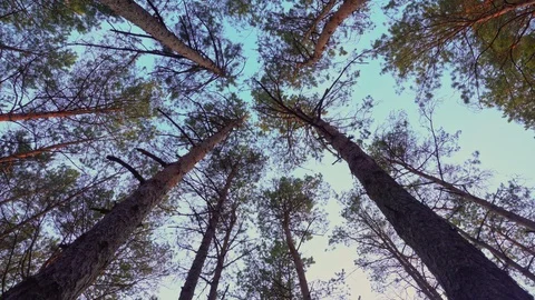 Trunks and tops of trees against the sky Stock Footage 107813598