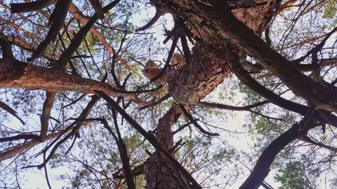 Trunks and tops of trees against the sky Stock Footage 107842929