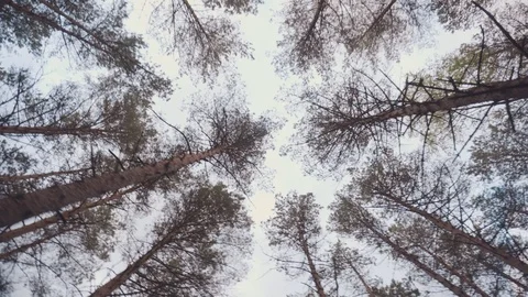 Trunks and tops of trees against the sky Video stock 108786598