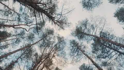 Trunks and tops of trees against the sky Video stock 108789916