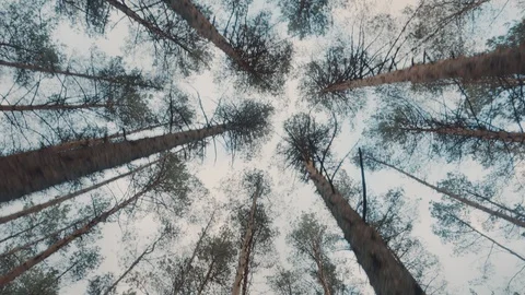Trunks and tops of trees against the sky Stock Footage 108791046