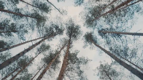 Trunks and tops of trees against the sky Video stock 108792597