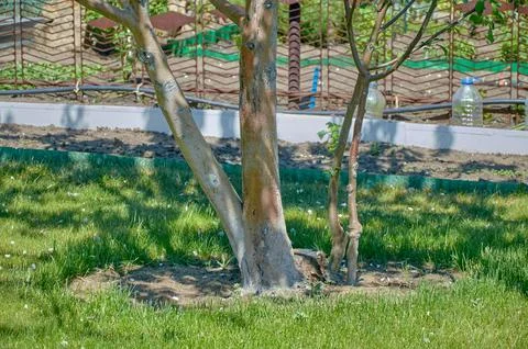 Trunks of apple trees on the background of a green lawn Stock Photos
