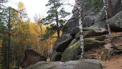 The trunks of autumn birches and spruces among a scattering of huge stones. Stock Footage 295703356