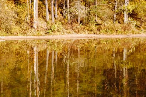 The trunks of autumn trees are reflected in the water of Lake Baltieji Lakaja Stock Photos