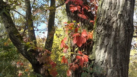 Trunks of autumn trees with red and yellow foliage in 4K. Stock Footage 120348727