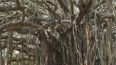Trunks of banyan trees hanging down from above Stock Photos