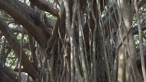 Trunks of banyan trees in the sunlight 写真素材