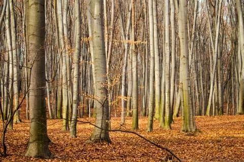 The trunks of beech trees are covered with green moss Foto stock