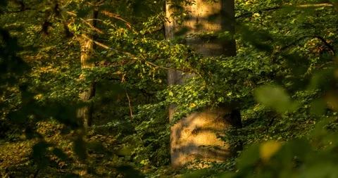 Trunks of beech trees in sunset autumn. Time lapse. Stock Footage 125420484