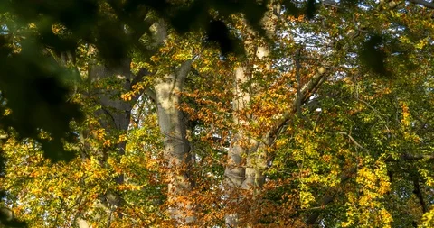 Trunks of beech trees in sunset autumn. Time lapse. Stock Footage 125427946