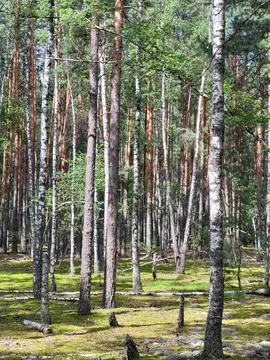 Trunks of birch and pine trees in a forest mass Stock Photos
