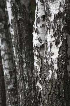 Trunks of birch as background Stock Photos