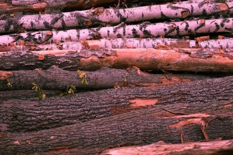 Trunks of birch oak horizontal trunks stained pink sunset design basis loggin Foto stock