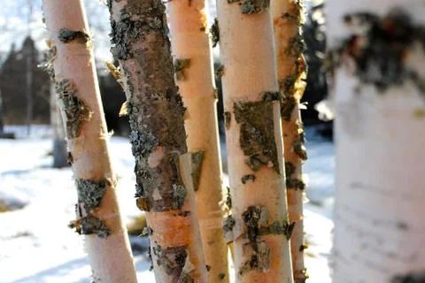 Trunks of a birch tree. Foto stock