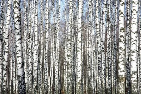Trunks of birch trees against the spring blue sky Stock Photos