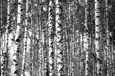 Trunks birch trees black and white Foto stock