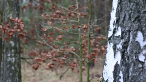Trunks of birch trees on a cloudy day Video stock 170179241
