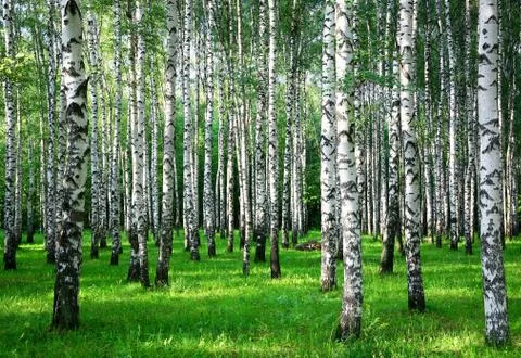 Trunks of birch trees in the evening sun in a summer park Stock Photos
