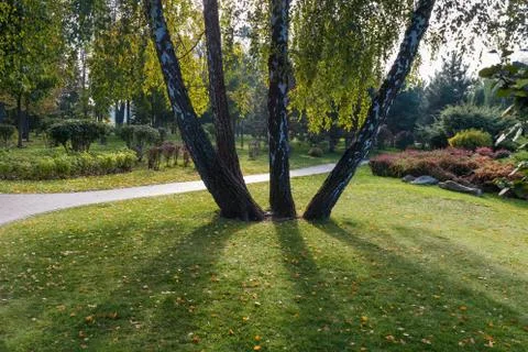 Trunks of birch trees growing from one place in park Stock Photos