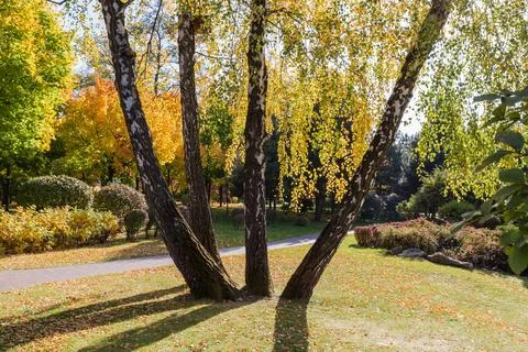 Trunks of birch trees growing from one place in park Stock Photos