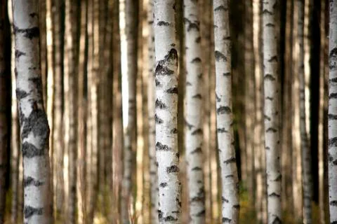 Trunks of birch trees Stock Photos