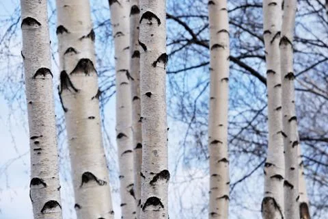 Trunks of birch trees in spring forest Stock Photos