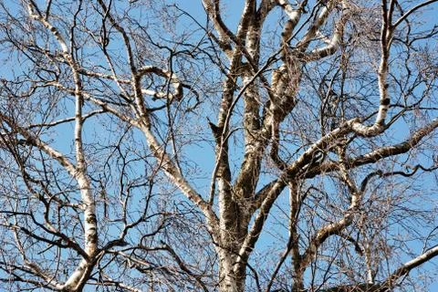 Trunks of birch trees in spring forest Stock Photos