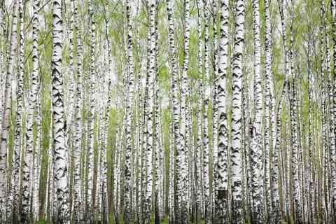 Trunks of birch trees in a spring forest with first greens Stock Photos