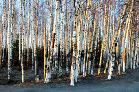 Trunks of birch trees in spring Stock Photos