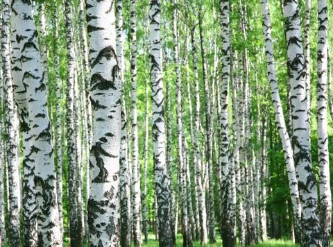 Trunks of birch trees in spring Stock Photos