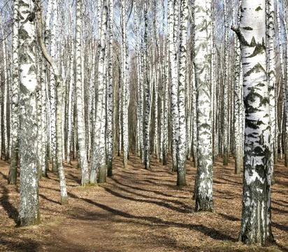Trunks of birch trees in spring sunny weather Stock Photos