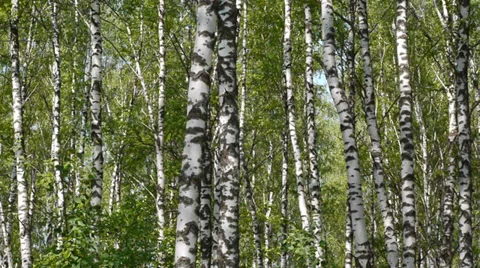 Trunks of birch trees in summertime 스톡 동영상 39778230