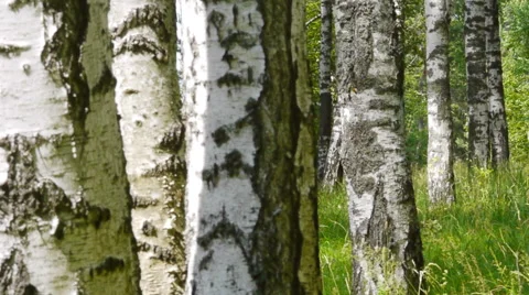 Trunks of birch trees in summertime 스톡 동영상 51913096
