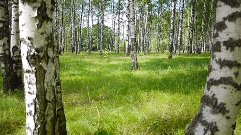 Trunks of birch trees in summertime 스톡 동영상 51913610