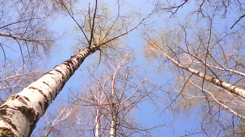 Trunks of birch trees swinging in the wind. View from the bottom up Stock-Footage 49494874