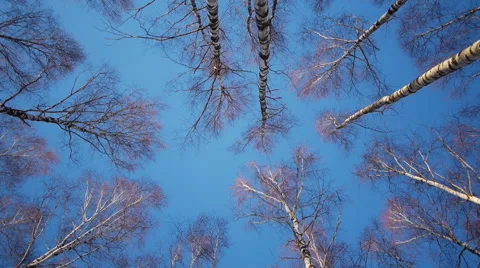 Trunks of birch trees in wintertime Stock-Footage 68515438
