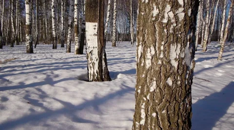 Trunks of birch trees in wintertime Stock-Footage 68515738