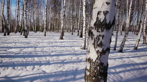 Trunks of birch trees in wintertime Stock-Footage 68516070