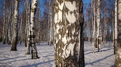 Trunks of birch trees in wintertime Stock-Footage 68516071