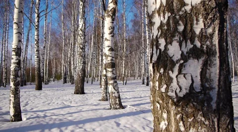 Trunks of birch trees in wintertime 스톡 동영상 68516458