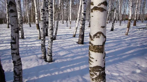 Trunks of birch trees in wintertime Stock-Footage 68885753