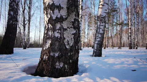 Trunks of birch trees in wintertime Stock-Footage 68885938