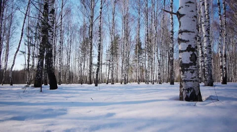 Trunks of birch trees in wintertime Stock-Footage 68886251
