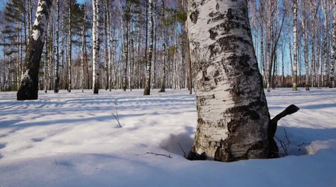 Trunks of birch trees in wintertime Stock-Footage 68886485