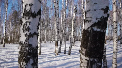 Trunks of birch trees in wintertime Stock-Footage 68886902