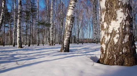 Trunks of birch trees in wintertime Stock-Footage 68887171