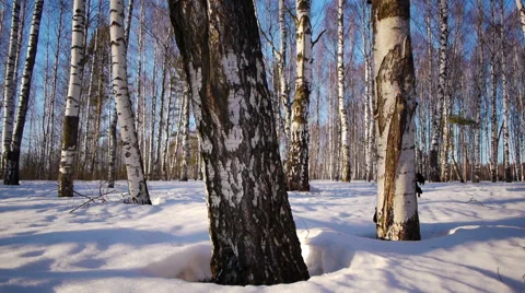Trunks of birch trees in wintertime Stock-Footage 68887467