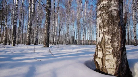 Trunks of birch trees in wintertime Stock-Footage 68887723